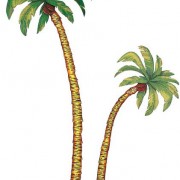 Palmboom-Palm-Tree
